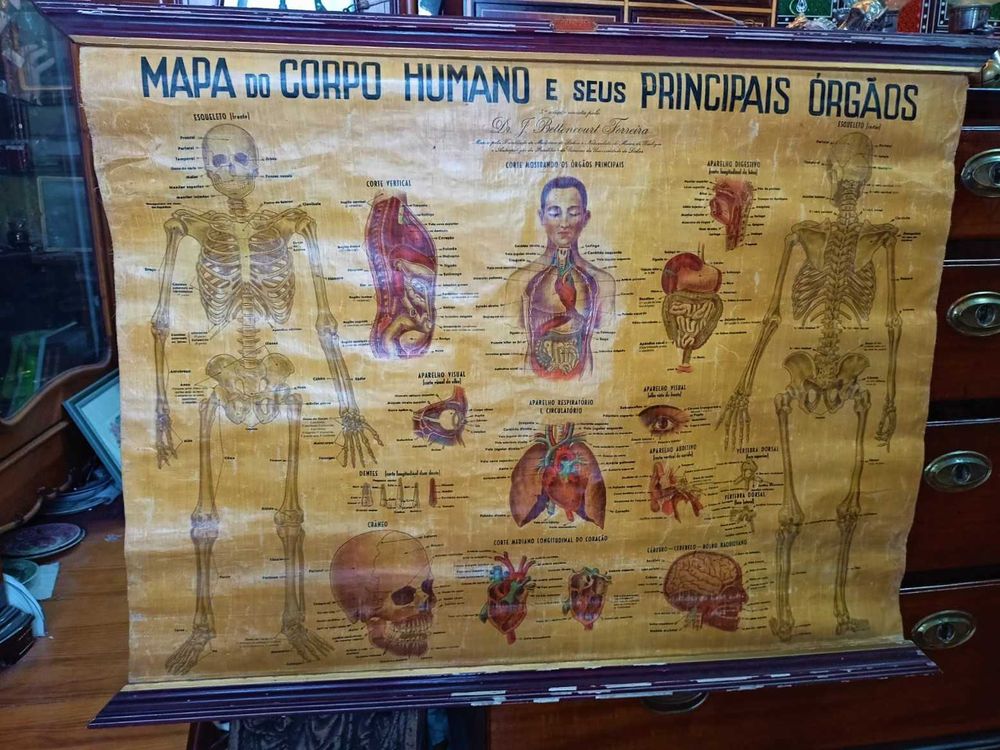 Mapa Corpo Humano Principais Orgãos